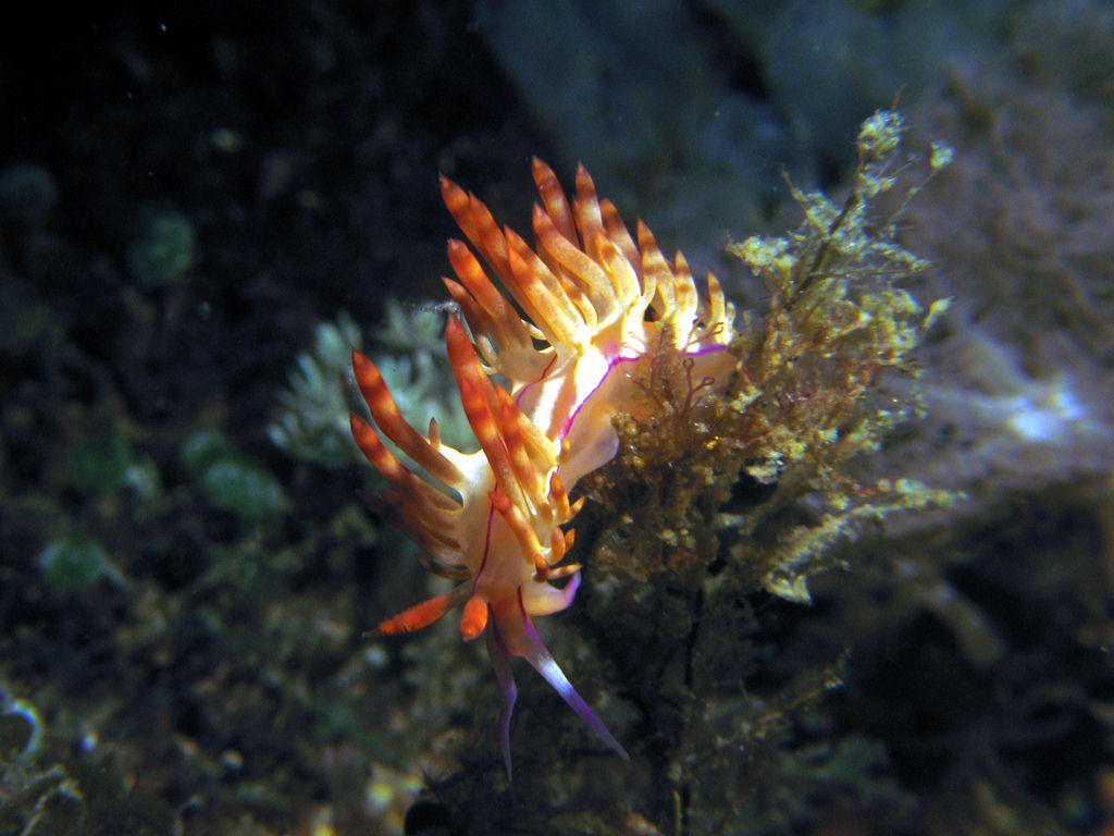 Flabellina rubrolineata